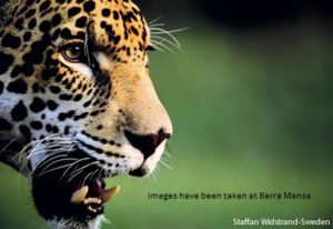 Séjour Nature et Jaguar au Brésil-2