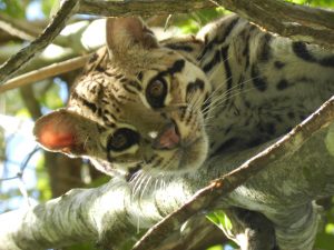 Séjour Nature Jaguar au Brésil
