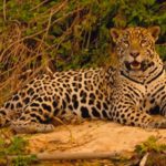 Circuit au Brésil - Jaguar du Pantanal brésilien