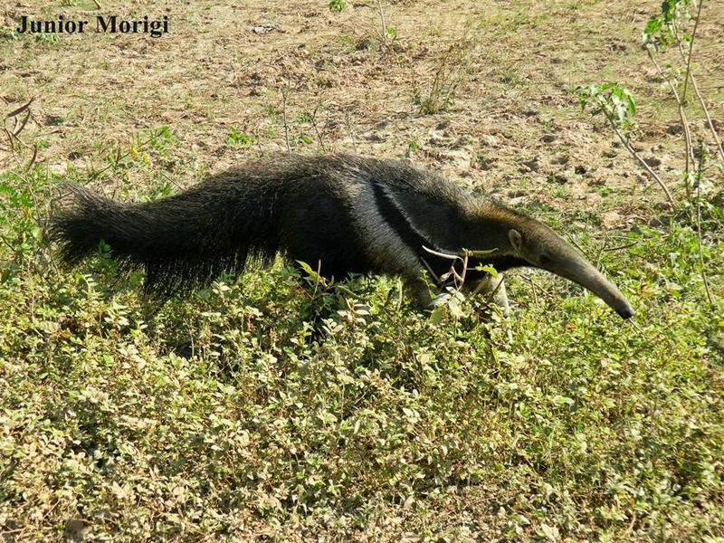 Imagem 01